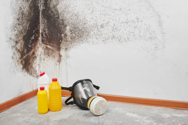 Best Mold Removal Company Near Me  in Goulding, FL