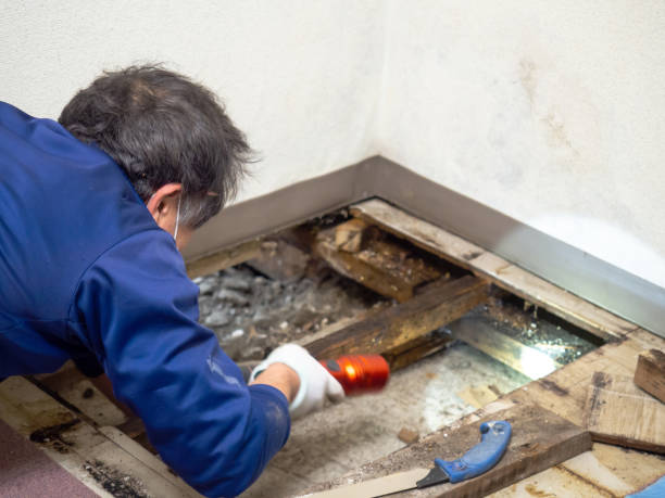 Trusted Goulding, FL Mold Removal Experts