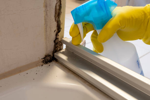 Best Best Mold Removal Companies  in Goulding, FL