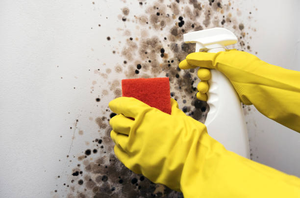 Best Home Mold Removal  in Goulding, FL