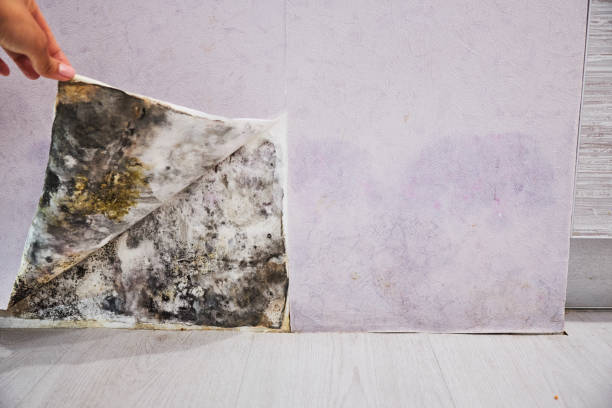Best Black Mold Removal  in Goulding, FL